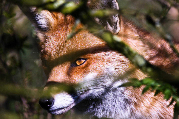 renard