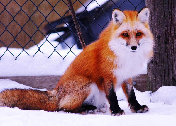 renard