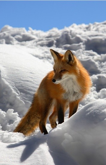 renard